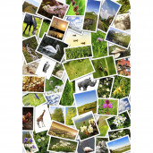 Фотоколлаж 30X40 вертикальный