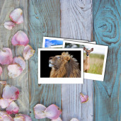 Фотокарточки 15Х20 20 шт (горизонтальные)